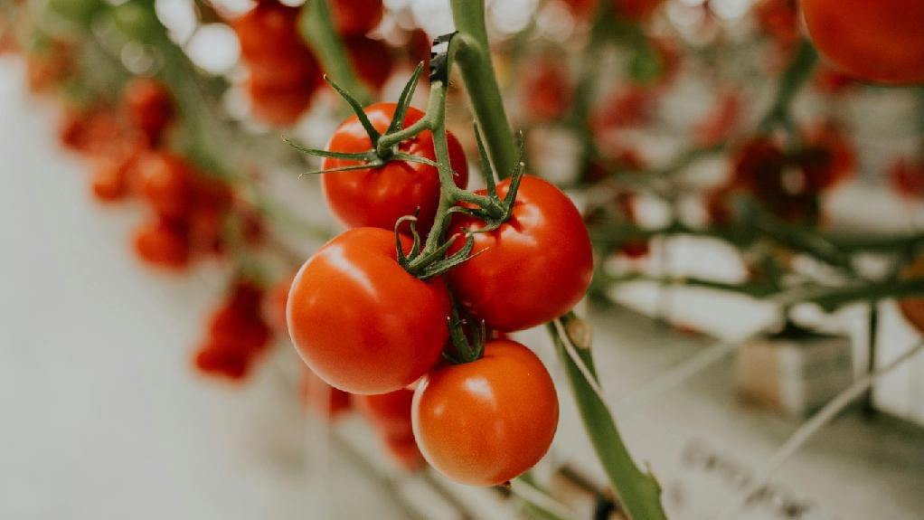 Les vertus de la tomate